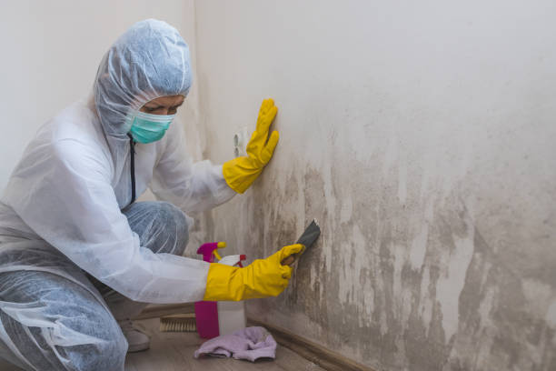 Home Mold Removal in Paincourtville, LA