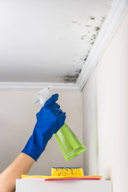 Mold Removal and Inspection in Paincourtville, LA